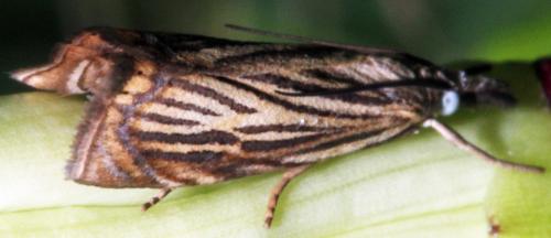 Réf. 325 120 : Chrysoteuchia culmella